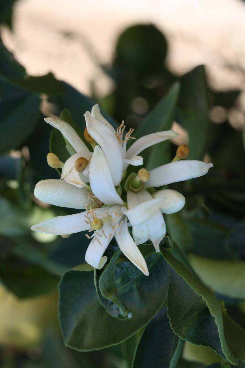              Flower (Riverside, CA)       